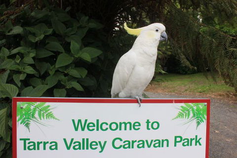 Tarra Valley Caravan Park - Maitland Accommodation 3