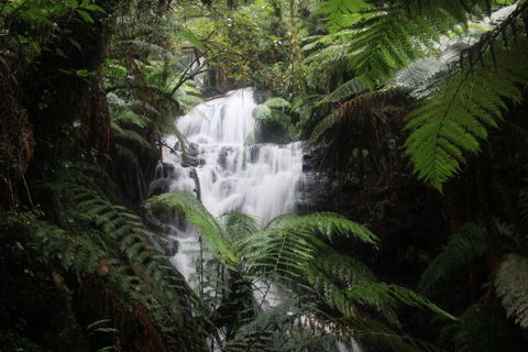 Tarra Valley Caravan Park - Maitland Accommodation 4