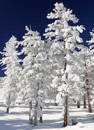 Mt Buller Apartment Management Services - Maitland Accommodation