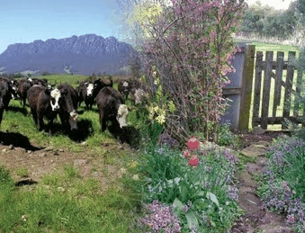 Carinya Farm Holiday Retreat - Maitland Accommodation 3