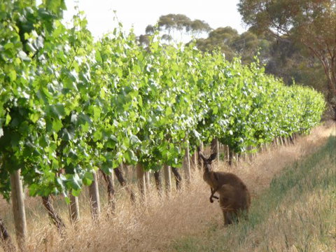 Angas Plains Wines Suites - Maitland Accommodation 6
