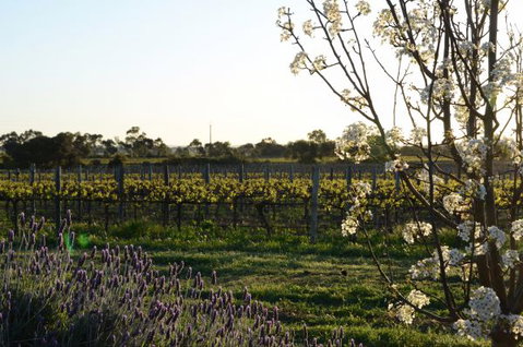 Angas Plains Wines Suites - Maitland Accommodation 7