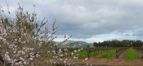 Barossavilla Guest House - Maitland Accommodation 9