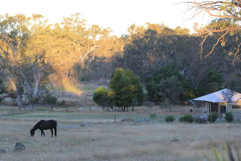 Boongarrie Luxury Tent - Maitland Accommodation 7