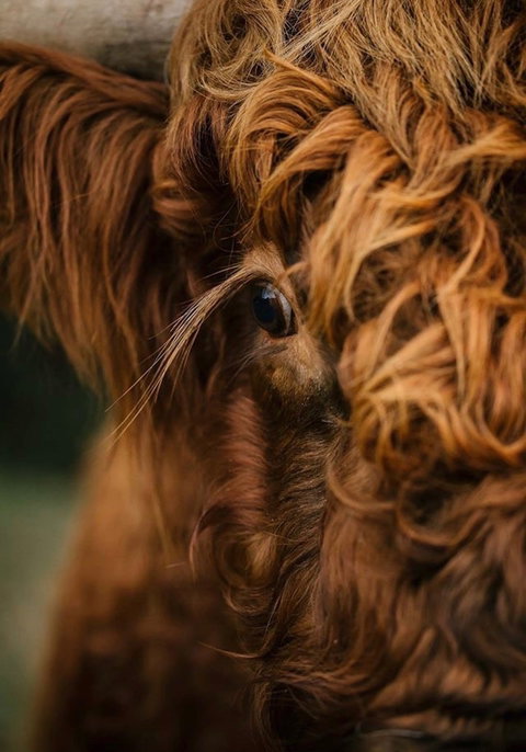 Eden Orchard And Farmstay - Maitland Accommodation 1