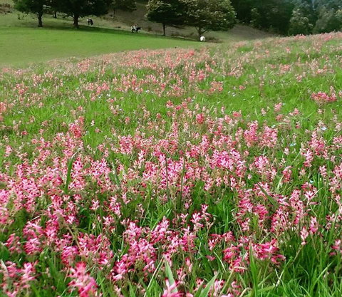 Eden Orchard And Farmstay - Maitland Accommodation 4