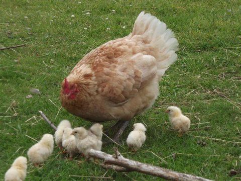 Eden Orchard And Farmstay - Maitland Accommodation 5