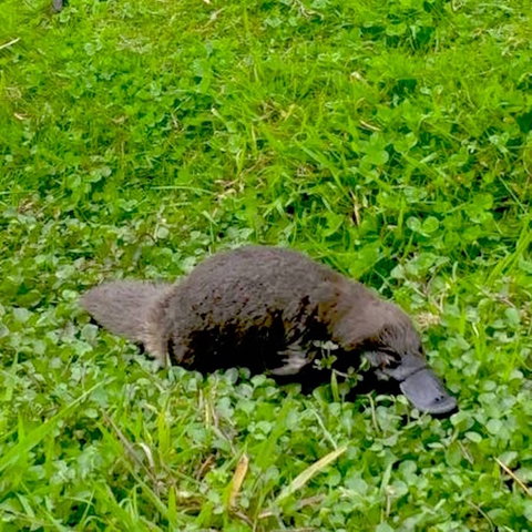 Eden Orchard And Farmstay - Maitland Accommodation 7