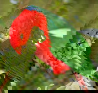 Peacock Creek campground - Maitland Accommodation