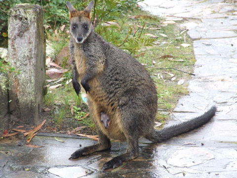 Aquila Eco Lodges - Maitland Accommodation 4