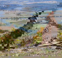 Eaglereach Wilderness Resort - Maitland Accommodation