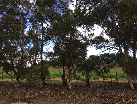 Eldorado Tourist And Residential Park - Maitland Accommodation 6