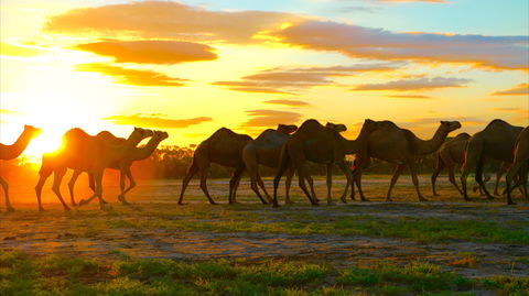 Shandonvale Station - Maitland Accommodation 2