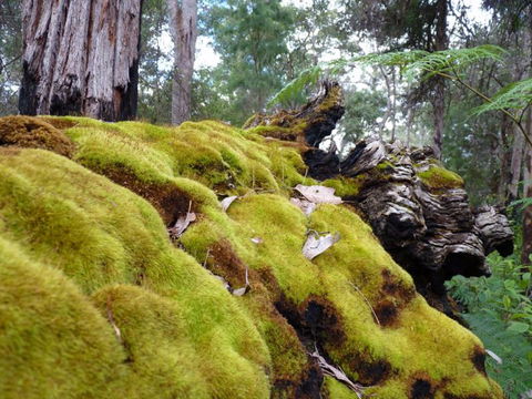Fernhook Falls Camp At Mount Frankland South National Park - Maitland Accommodation 0