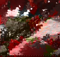 Under the Vines - Maitland Accommodation