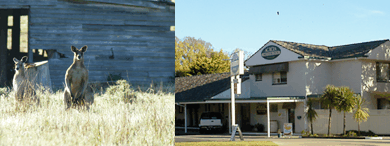 Acacia Motor Inn - Maitland Accommodation 5