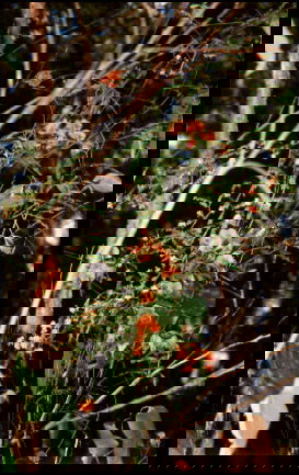 Misty Valley Country Cottages - Maitland Accommodation 5