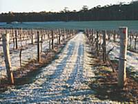 Treen Ridge Vineyard Accommodation - Maitland Accommodation 1