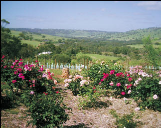 Pecan Hill - Maitland Accommodation 1