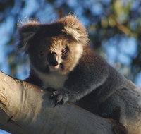 Bimbi Park Camping Under Koalas - Maitland Accommodation