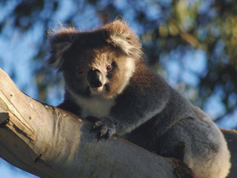 Bimbi Park Camping Under Koalas - Maitland Accommodation 0