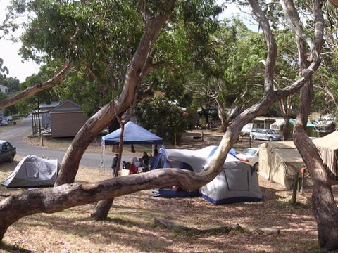 Bimbi Park Camping Under Koalas - Maitland Accommodation 1
