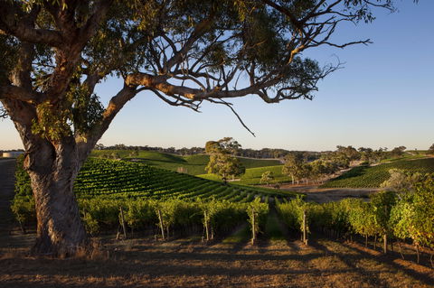 Longview Vineyard Accommodation - Maitland Accommodation 2