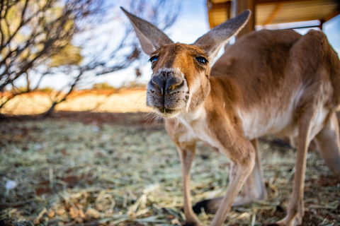 Erldunda Roadhouse - Maitland Accommodation 2