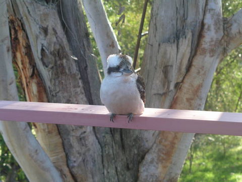 Kookaburra Dreaming - Maitland Accommodation 0