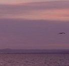 Pelican Sands Bed and Breakfast - Maitland Accommodation