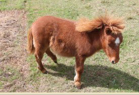 Adriana's Bed & Breakfast Country Retreat - Maitland Accommodation 2