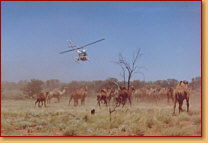 Kings Creek Station - Maitland Accommodation 2