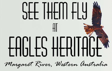 Eagles Heritage Raptor Wildlife Centre - Maitland Accommodation