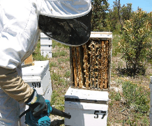 The House of Honey - Maitland Accommodation