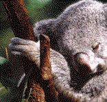 Koala and River Cruise by Mirimar Cruises - Maitland Accommodation