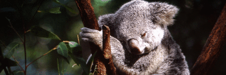 Koala And River Cruise By Mirimar Cruises - Maitland Accommodation 0