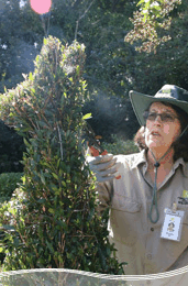 Roma Street Parkland - Maitland Accommodation 1
