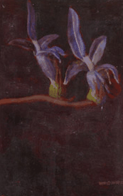 Red Hill Galleries - Maitland Accommodation 2