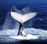 Brisbane Whale Watching - Maitland Accommodation