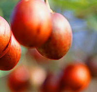 Tropical Fruit World - Maitland Accommodation