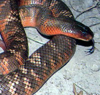 Armadale Reptile  Wildlife Centre - Maitland Accommodation