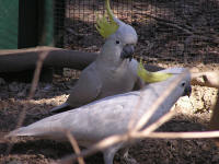 Wirrimbirra Sanctuary - Maitland Accommodation 1