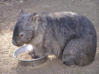 Wirrimbirra Sanctuary - Maitland Accommodation 2