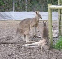 Jirrahlinga Koala  Wildlife Sanctuary - Maitland Accommodation