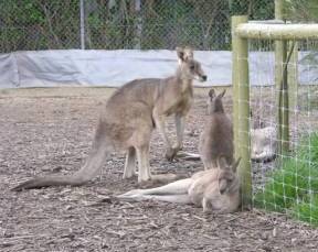 Jirrahlinga Koala & Wildlife Sanctuary - Maitland Accommodation 0