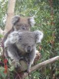 Jirrahlinga Koala & Wildlife Sanctuary - Maitland Accommodation 1