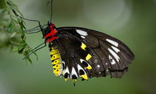 Melbourne Zoo - Maitland Accommodation 2