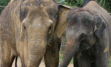 Melbourne Zoo - Maitland Accommodation 3