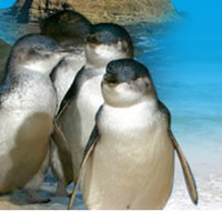 Phillip Island Penguin Parade - Maitland Accommodation