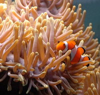 Reef HQ Great Barrier Reef Aquarium - Maitland Accommodation